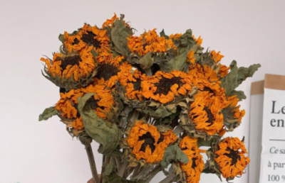 ​向日葵做干花的方法是什么 做干花可以晒吗