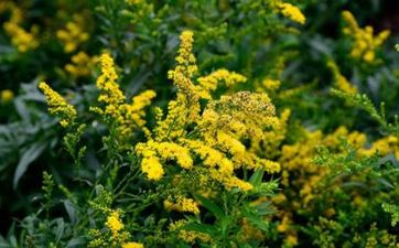 中元节为什么晚上不能出门 中元节夜晚的忌讳是什么