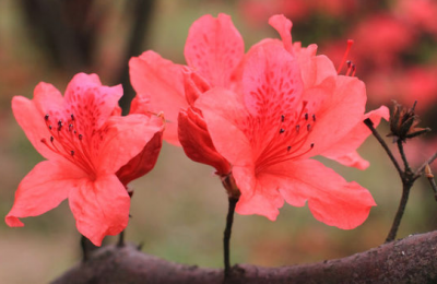 ​映山红什么时候移栽好 移栽注意事项有哪些
