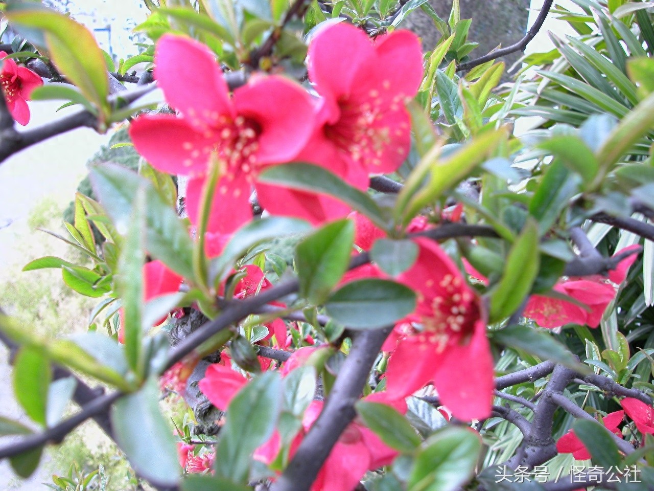 湖北宜昌：榔坪1400万木瓜树花开似红海，3月最是赏花好时光。