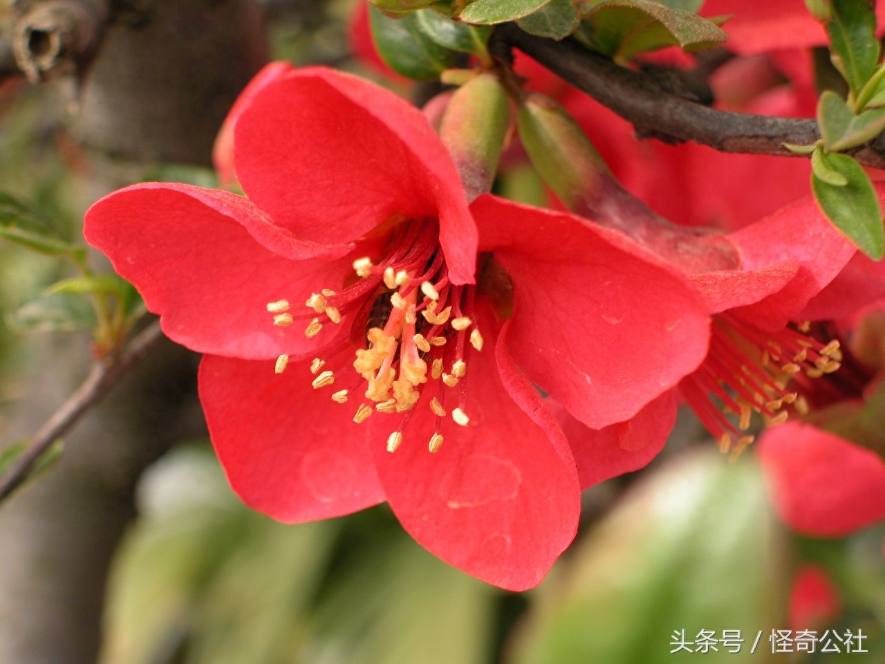 湖北宜昌：榔坪1400万木瓜树花开似红海，3月最是赏花好时光。