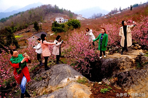 湖北宜昌：榔坪1400万木瓜树花开似红海，3月最是赏花好时光。