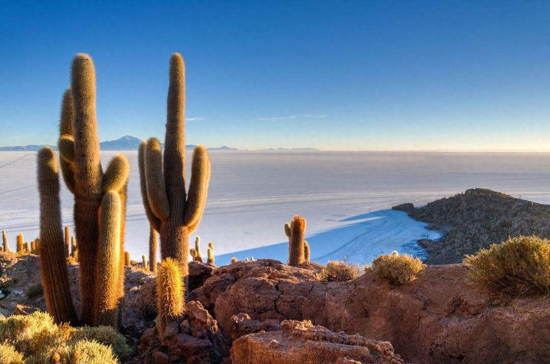 巨柱仙人掌（Carnegiea gigantea）