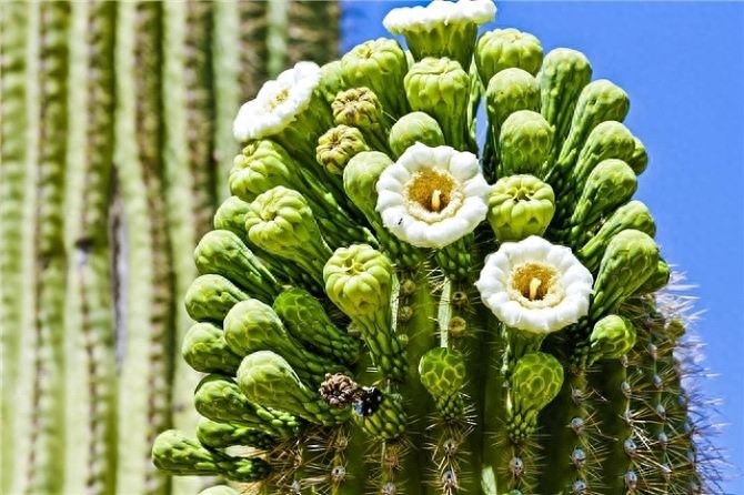 巨柱仙人掌（Carnegiea gigantea）