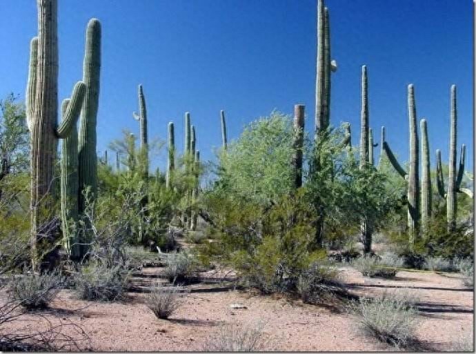 巨柱仙人掌（Carnegiea gigantea）