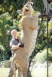 狮虎兽你见过,1000斤的巨型狮虎兽你肯定没见过巨温柔