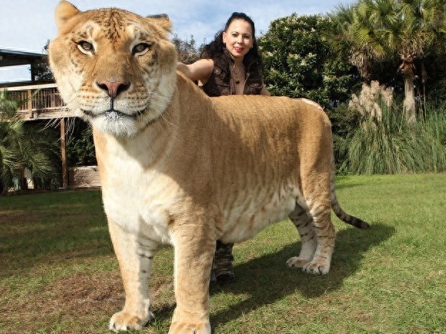 狮虎兽你见过,1000斤的巨型狮虎兽你肯定没见过巨温柔