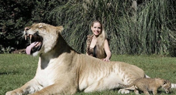 狮虎兽你见过,1000斤的巨型狮虎兽你肯定没见过巨温柔