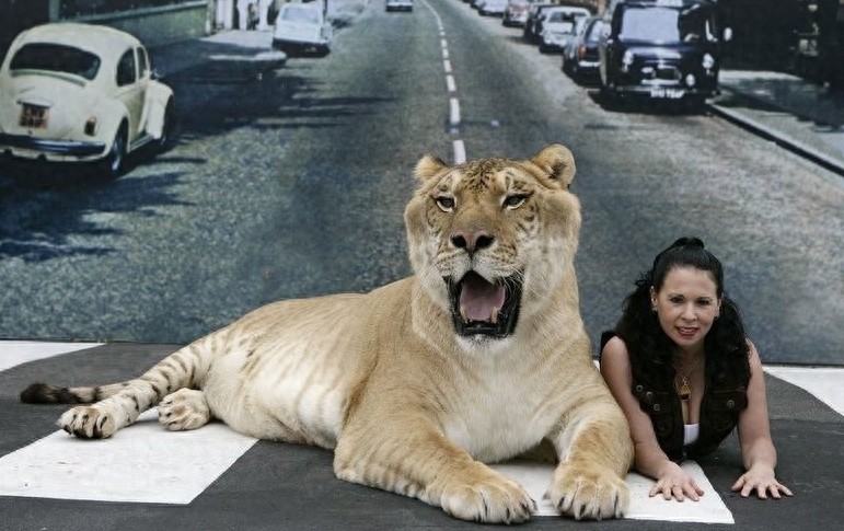 狮虎兽你见过,1000斤的巨型狮虎兽你肯定没见过巨温柔