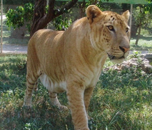 狮虎兽你见过,1000斤的巨型狮虎兽你肯定没见过巨温柔