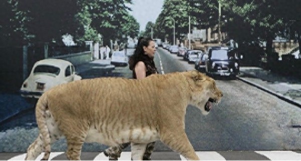 狮虎兽你见过,1000斤的巨型狮虎兽你肯定没见过巨温柔