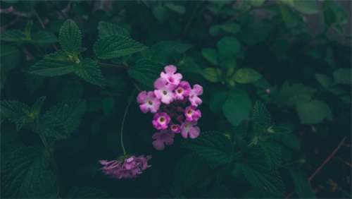 厦门天竺山森林公园