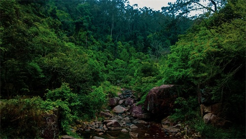 厦门天竺山森林公园