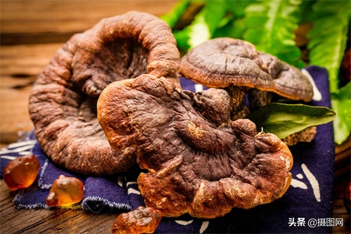 中药材图集|常见的中药材到底长啥样?最后一种多数人没听过