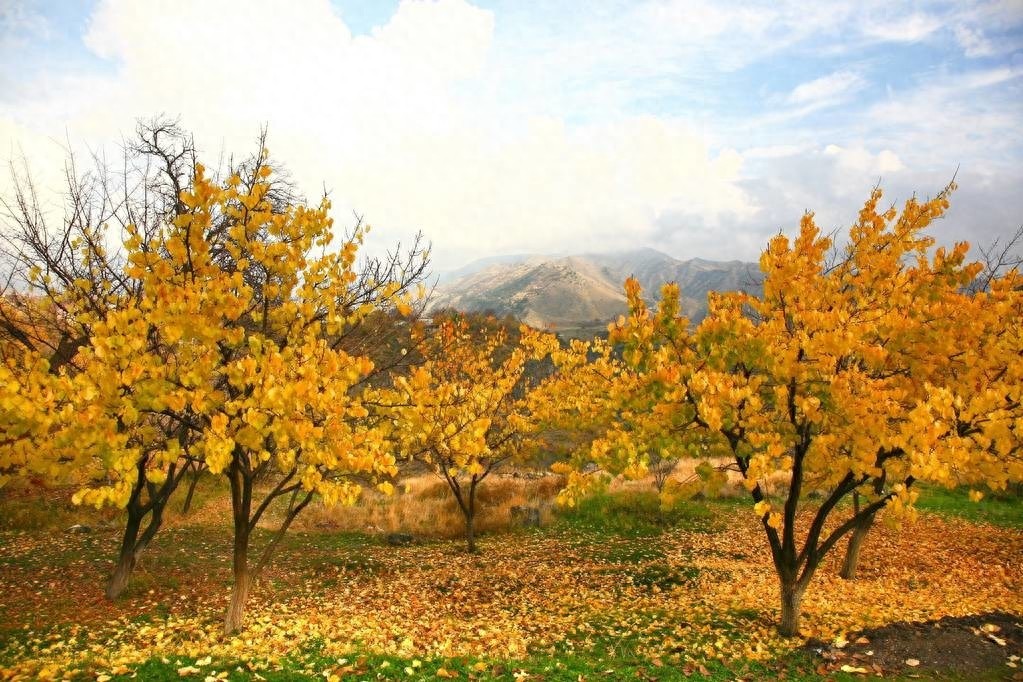 埃里温（Yerevan）（亚美尼亚）