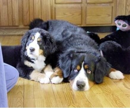 曾经称霸东北的猎犬，如今数量不足千条：鄂伦春犬的确很美