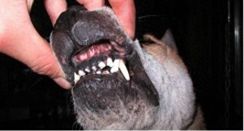 曾经称霸东北的猎犬，如今数量不足千条：鄂伦春犬的确很美