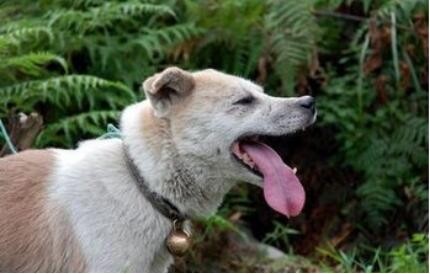 曾经称霸东北的猎犬，如今数量不足千条：鄂伦春犬的确很美