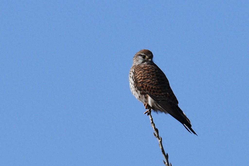 实拍红隼飞翔、俯冲、搏击美姿