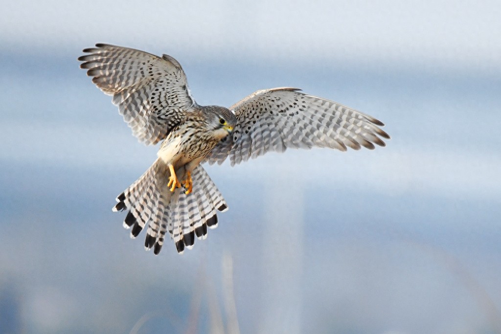 实拍红隼飞翔、俯冲、搏击美姿