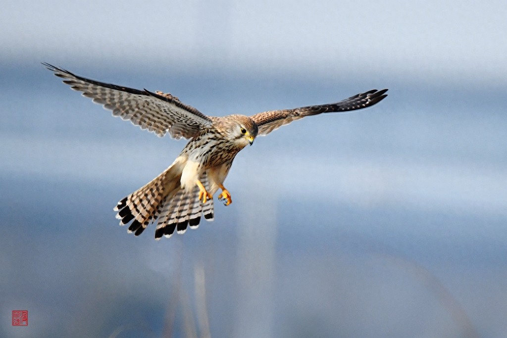 实拍红隼飞翔、俯冲、搏击美姿