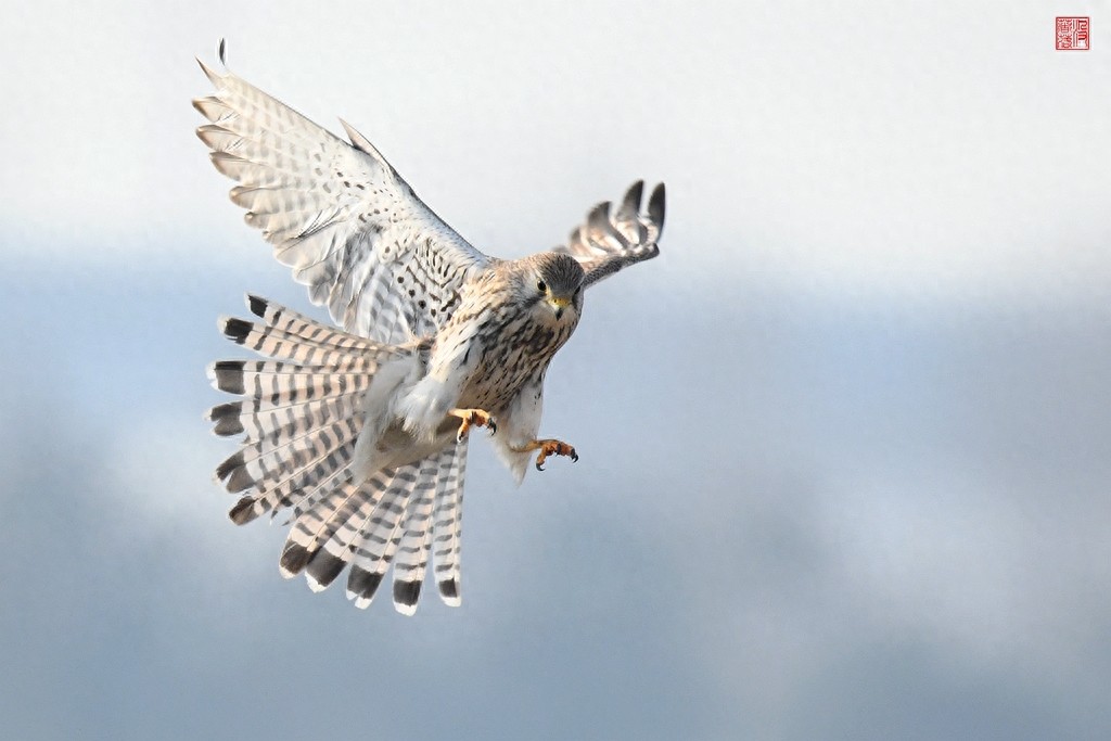 实拍红隼飞翔、俯冲、搏击美姿