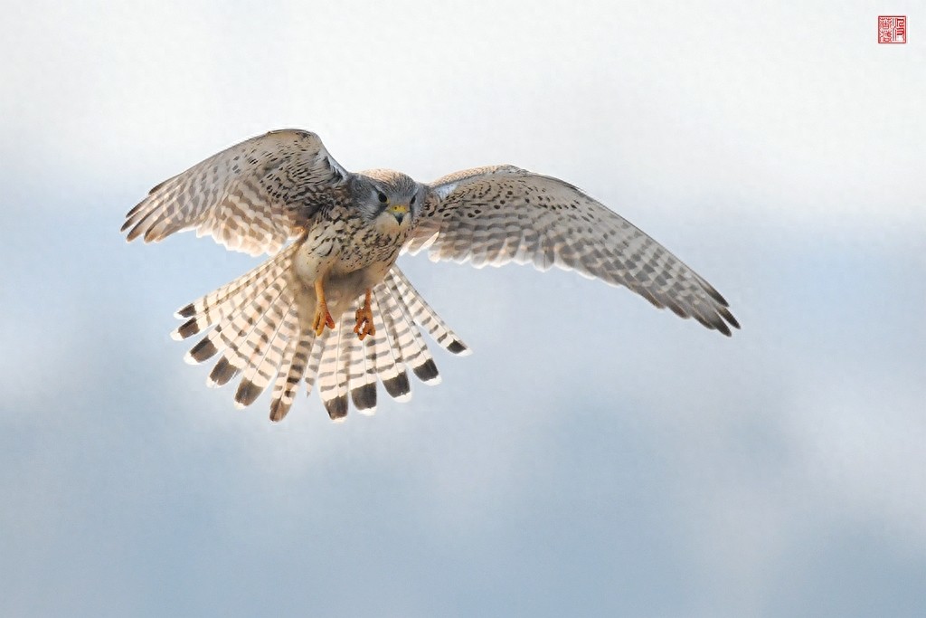 实拍红隼飞翔、俯冲、搏击美姿