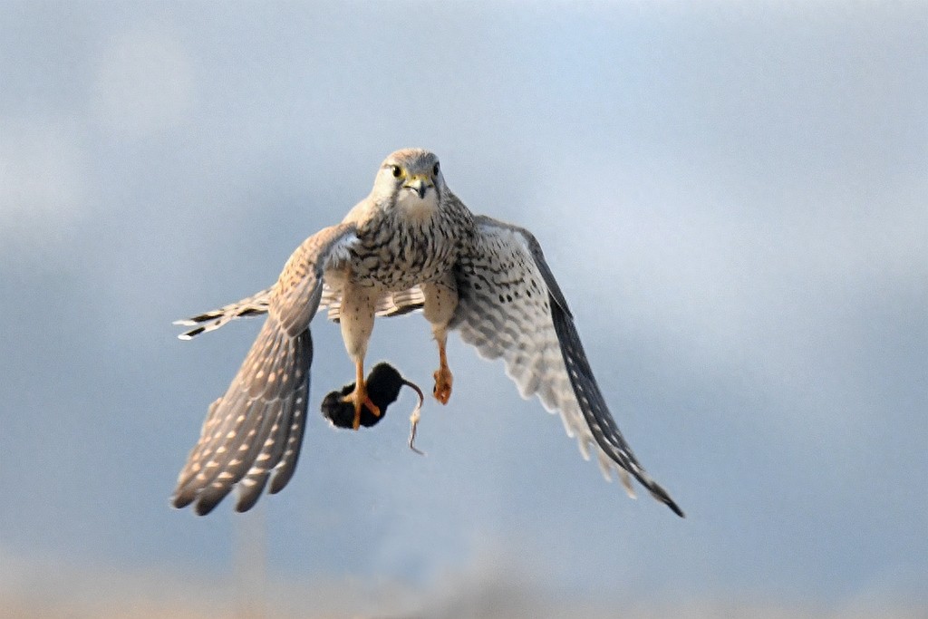 实拍红隼飞翔、俯冲、搏击美姿