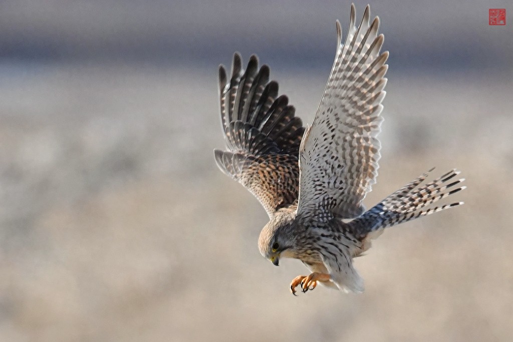 实拍红隼飞翔、俯冲、搏击美姿