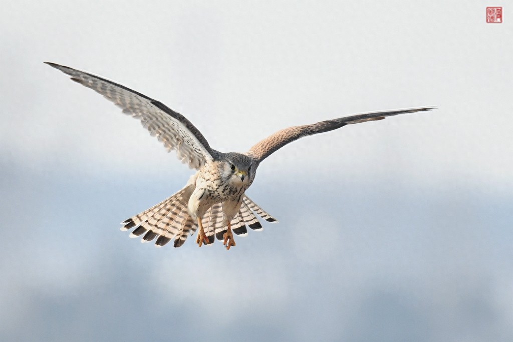 实拍红隼飞翔、俯冲、搏击美姿