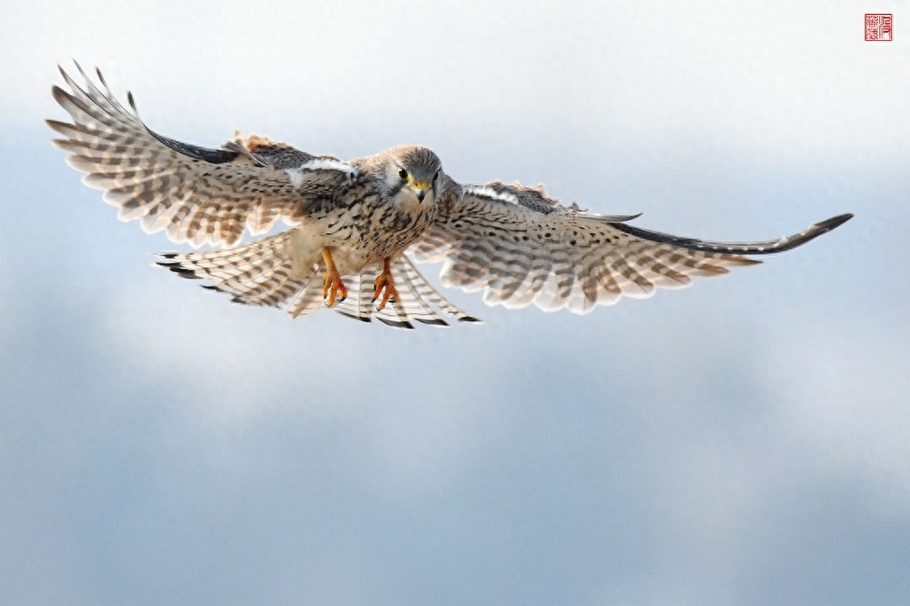 实拍红隼飞翔、俯冲、搏击美姿