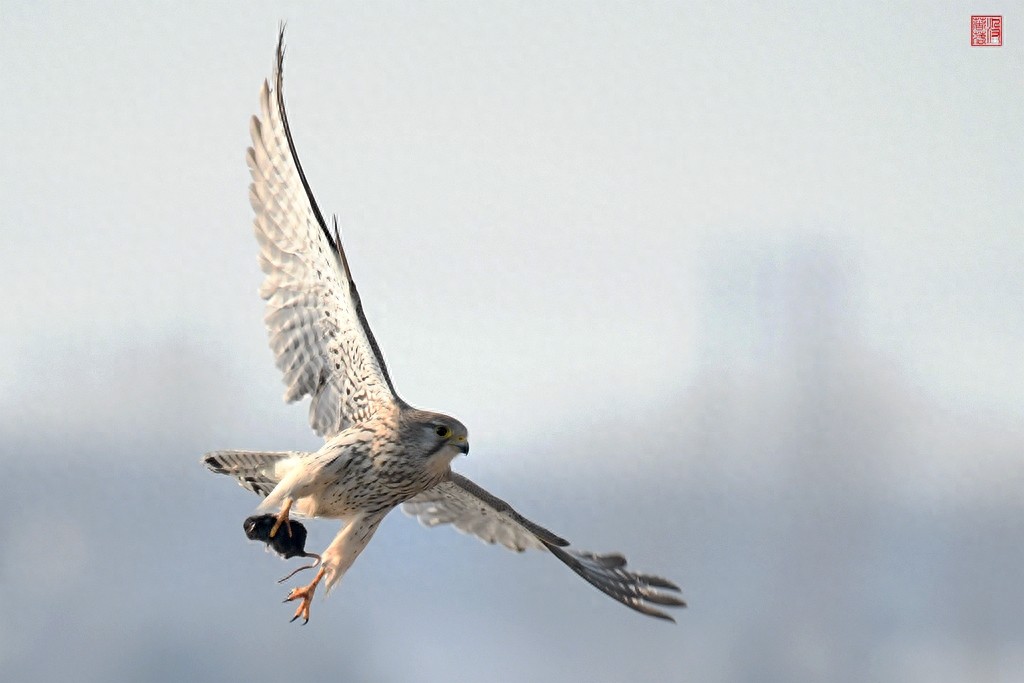 实拍红隼飞翔、俯冲、搏击美姿