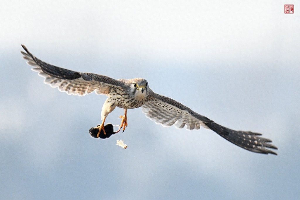 实拍红隼飞翔、俯冲、搏击美姿