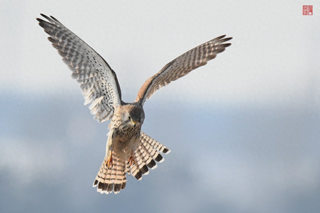 实拍红隼飞翔、俯冲、搏击美姿