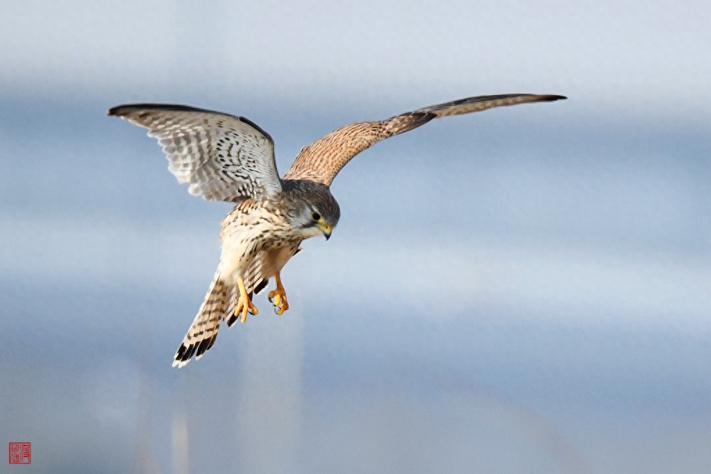 实拍红隼飞翔、俯冲、搏击美姿