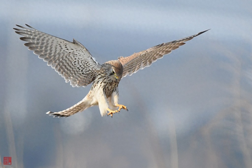实拍红隼飞翔、俯冲、搏击美姿