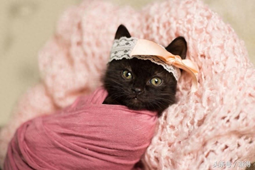 细数只要4张就足以萌化你的心肝儿的萌猫婴儿照，真想抱走！