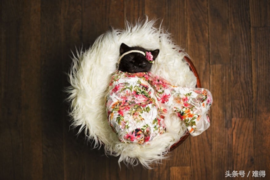 细数只要4张就足以萌化你的心肝儿的萌猫婴儿照，真想抱走！