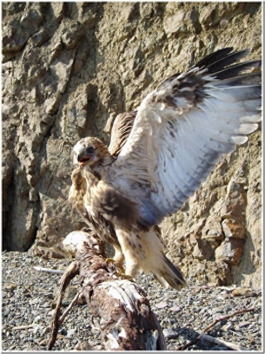 实拍：楚科奇半岛人的原始生活，仍然茹毛饮血