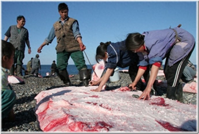 实拍：楚科奇半岛人的原始生活，仍然茹毛饮血