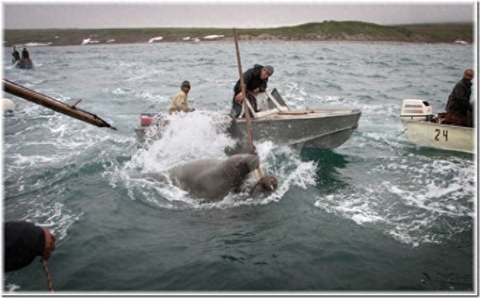 实拍：楚科奇半岛人的原始生活，仍然茹毛饮血