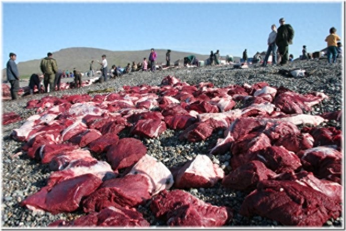 实拍：楚科奇半岛人的原始生活，仍然茹毛饮血