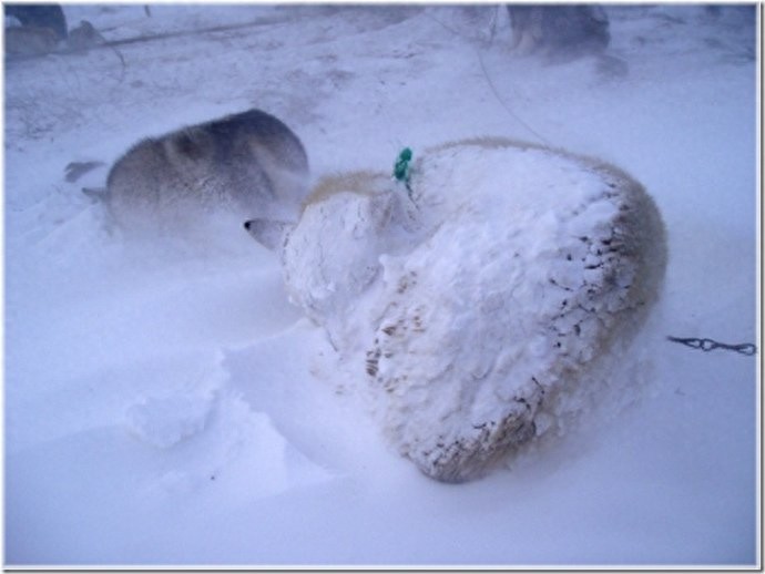 实拍：楚科奇半岛人的原始生活，仍然茹毛饮血