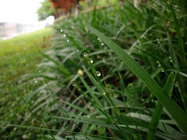 农村有种“害草”，在市场上能卖50元一斤，价格比猪肉还贵