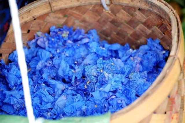 农村有种“害草”，在市场上能卖50元一斤，价格比猪肉还贵