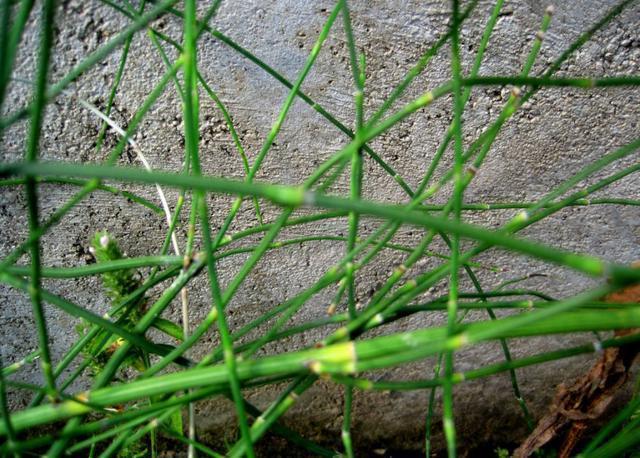 农村有种“害草”，在市场上能卖50元一斤，价格比猪肉还贵