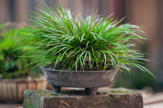 球茎植物有哪些(图3)