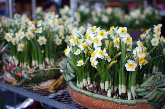 球茎植物有哪些(图2)