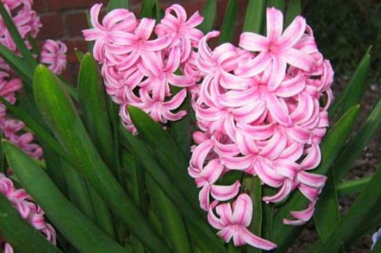 球茎植物有哪些(图5)