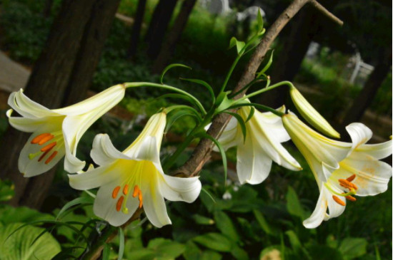 球茎植物有哪些(图4)